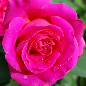 国月 品种大花月季花苗【粉和平】花大 浓浓的玫瑰香 盆栽月季苗