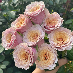 玛贝拉肯尼亚玫瑰花大苗花瓣厚实复古粉色特大花阳台庭院花卉植物
