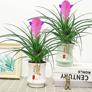 铁兰紫花凤梨盆栽绿植花卉开花植物室内客厅办公陶瓷好养美观观赏