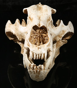 北极熊剑齿虎头骨动物头骨模型树脂骷髅头装饰教学骨骼化石摆件