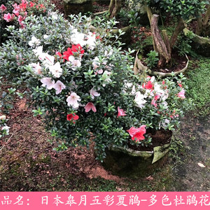多个品种盆栽杜鹃花 皋月五彩夏鹃 日本小叶东洋杜鹃客厅阳台花卉