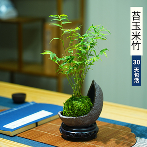 米竹盆栽室内小型凤尾竹迷你盆景好养竹子绿植观叶客厅植物阳台