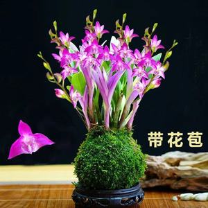 新品七彩香水石斛兰现带花苞水培开花浓香室内桌面绿植盆栽花卉