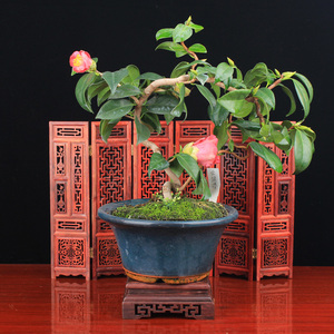 云龙茶花 云龙茶花品牌 价格 阿里巴巴