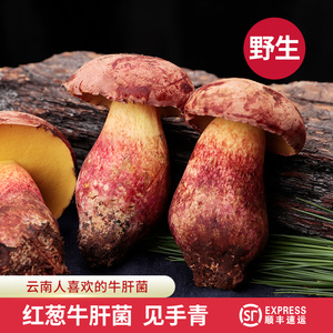 【现货】新鲜红葱牛肝菌云南野生红见手青牛肝菌野生菌蘑菇500g