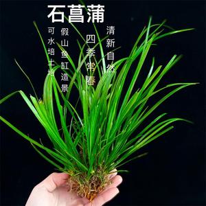 石菖蒲狼尾蕨趣味迷你绿植室内外养鱼养龟水培草假山造景净化空气