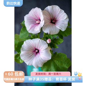 【种子】一年生  夏季耐热 锦葵属 花葵 矮生玫瑰条纹 10粒