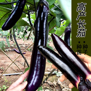 茄子种子长茄黑色紫四季高产蔬菜种籽线杭白茄蔬菜鸡蛋寿光菜春播