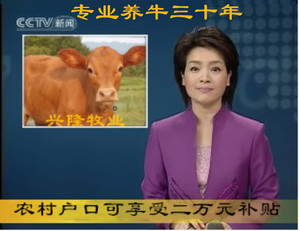 肉牛犊活体纯种鲁西黄牛改良黄牛大型杂交肉牛怀孕大母牛养殖技术
