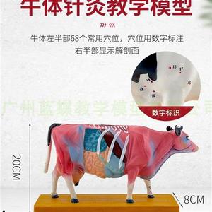 牛体针灸穴位模型及牛解剖模型动物F解剖模型牛解剖模型兽医教学