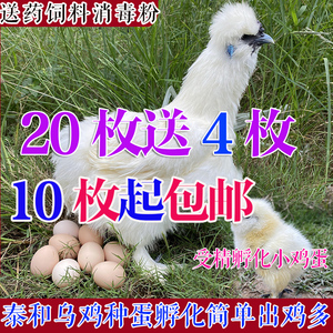 白凤泰和乌鸡受精蛋可孵化鸡蛋乌骨鸡受精卵种蛋非小鸡苗10枚免邮