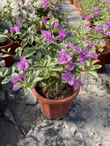 银边水仙紫勤花好看观花赏叶阳台庭院绿植花卉盆栽