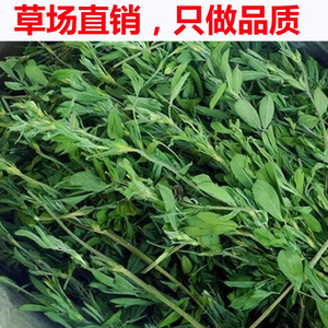 紫花苜蓿草 淘宝拼多多热销紫花苜蓿草货源拿货 阿里巴巴货源