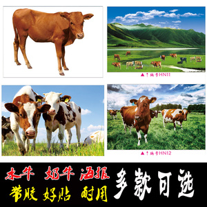 水牛奶牛黄牛海报贴画动物海报牛肉分割图生猪分割图水果墙贴包邮