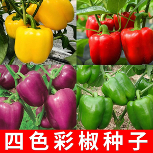 彩椒种子柿子椒红甜椒种籽辣椒种子黄甜椒青椒灯笼椒高产菜椒种籽