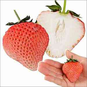 草莓苗【桃熏】浓烈水蜜桃和椰奶香味草莓苗抗病