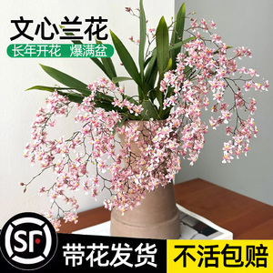 兰花苗带花苞文心兰梦香水培植物室内阳台花卉绿植好养易活小盆栽