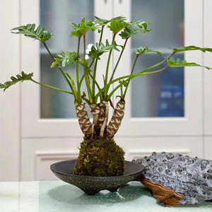 水培春羽龙鳞小天使苔藓球室内桌面茶几台盆栽绿植好养活水养植物