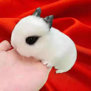侏儒兔子活物凤眼海棠小型茶杯兔迷你长不大宠物兔活幼垂耳兔活体