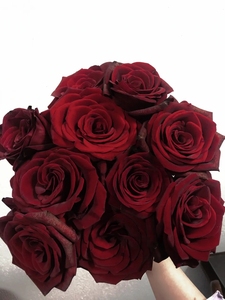 A级黑魔术朱砂红玫瑰鲜切花婚礼布置插花水养鲜花云南基地直发