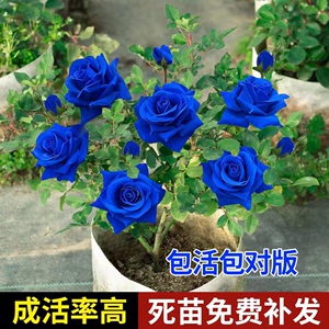 蓝色多色玫瑰花苗月季妖姬花染色植物室内花蔷薇花四季大花浓香