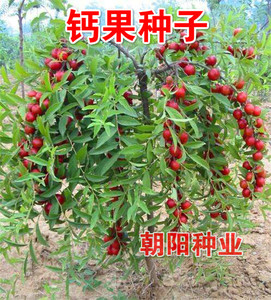 新钙果树种子 中华钙果种子 红色欧李水果种子包邮