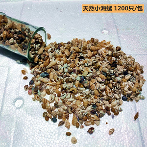 1200只天然小海螺贝壳 鱼缸造景儿童手工diy漂流海洋瓶贝壳画材料