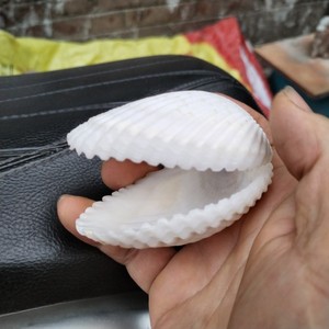 天然大贝壳 可开合白色心形贝壳 创意结婚戒指礼盒女生日惊喜礼物