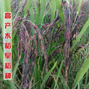 正宗洋县黑米种子水稻种籽黑米稻谷种黑稻种优质黑糯米黑谷种1KG