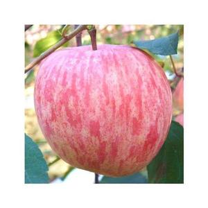 栖霞烟台苹果嫁接红富士山东苗新2001条红苹果水晶苹果红富士树苗