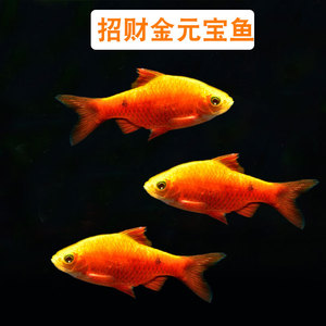 观赏鱼金元宝鱼活体玫瑰鲫鱼热带淡水小型鱼闯新手缸鱼练手鱼好养