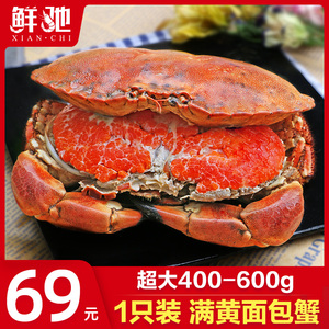 超大面包蟹母帝王蟹鲜活熟冻大螃蟹海蟹新鲜海鲜水产黄金蟹珍宝蟹