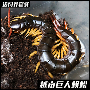 越南巨人蜈蚣海南间脚蜈蚣红龙大型宠物蜈蚣爬虫活体亚洲巨人蜈蚣