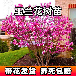 紫玉兰树苗红玉兰花树带花苞十大名贵树开花大树植物花卉室外盆栽