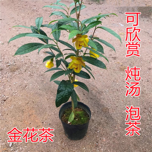 广西防城凹脉四季金花茶树苗盆栽名贵稀有品种茶花黄色带花苞正品