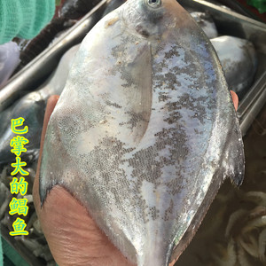 新鲜野生鲳鱼东海银鲳鱼 鲳鳊 大白鲳鱼 新鲜 一斤2-3条 500g