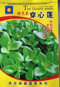 穿心莲种子紫背菜菜种籽灰灰菜盆栽养心菜田七三七食用植物苗