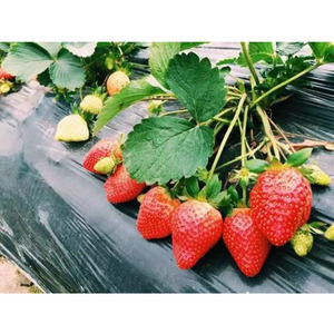 草莓种子盆栽草莓苗红颜章姬草莓苗四季甜阳台有机奶油草莓新苗