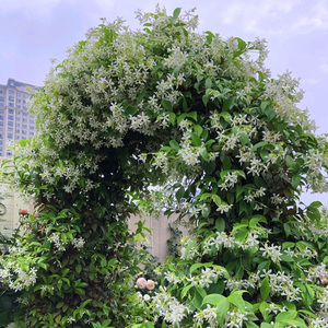 超达花卉风车茉莉络石藤爬藤植物常绿皮实好养护自主爬藤浓香花卉