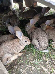 散养比利时杂交兔子活物大型肉兔繁殖兔种兔兔苗月月兔养殖场直发