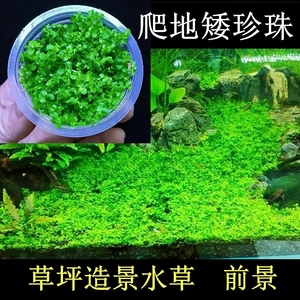 广州爬地矮珍珠水草水下叶草坪草皮鱼缸造景前景草阴性趴地无菌杯