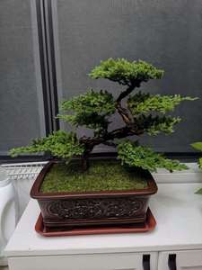 蓬莱松盆栽 蓬莱松盆栽品牌 价格 阿里巴巴 蓬莱松盆栽 蓬莱松盆栽品牌 价格 阿里巴巴