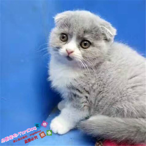 家庭猫舍纯种英国短毛宠物猫幼猫活体英短蓝白正八字脸健康包邮g
