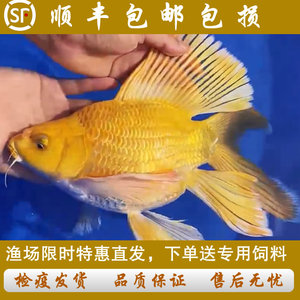 台湾黄金球体蝴蝶鲤纯种活体短身黄金色冷水锦鲤金鱼观赏鱼金黄色
