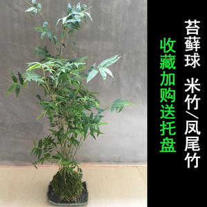 竹子植物米竹小盆栽凤尾竹室内观音竹水培苔玉澳洲风竹水养苔藓球 阿里巴巴找货神器 竹子植物米竹小盆栽凤尾竹室内观音竹水培苔玉澳洲风竹水养苔藓球 阿里巴巴找货神器
