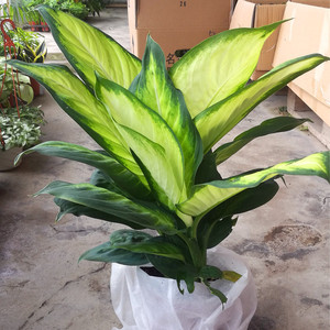 玛丽安花盆 玛丽安花盆品牌 价格 阿里巴巴 玛丽安花盆 玛丽安花盆品牌 价格 阿里巴巴