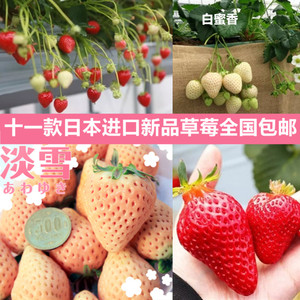 4株包邮草莓苗进口“日本桃熏”桃子味草莓苗产量大抗病好果期长