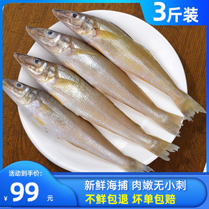 沙丁鱼新鲜青岛海捕深海鱼冷冻速冻3斤冰鲜海鲜水产烧烤食材