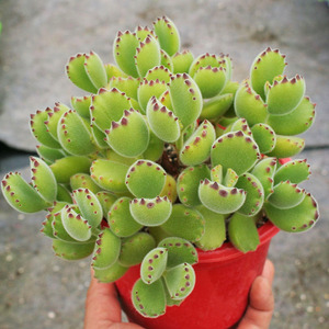 可爱熊童子多肉植物绿熊多头群生老桩绒毛超大颗含盆带土发多种类 阿里巴巴找货神器 可爱熊童子多肉植物绿熊多头群生老桩绒毛超大颗含盆带土发多种类 阿里巴巴找货神器