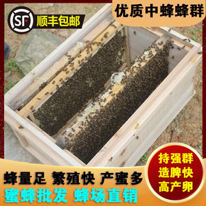 顺丰发货中蜂蜂群带王阿坝开产王活群中华土蜂群带箱带脾蜜蜂笼蜂